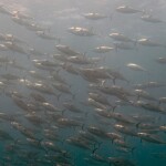 A school of tuna swimming