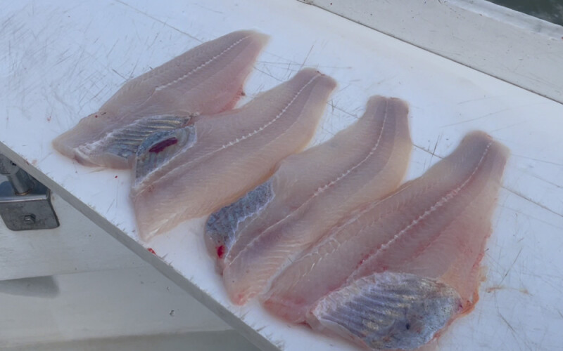 catfish fillets