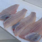 catfish fillets