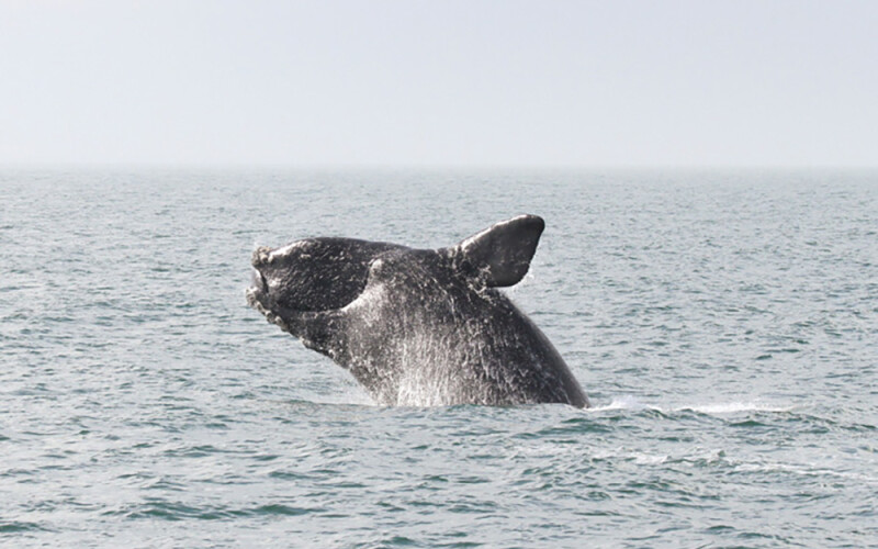 a North Atlantic right whale