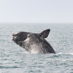 a North Atlantic right whale