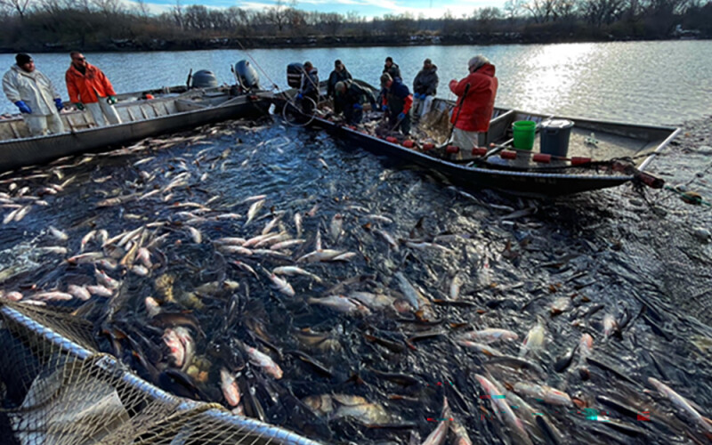 asian carp removal