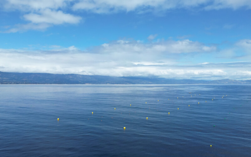 Ocean Rainforest's kelp project