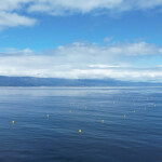 Ocean Rainforest's kelp project