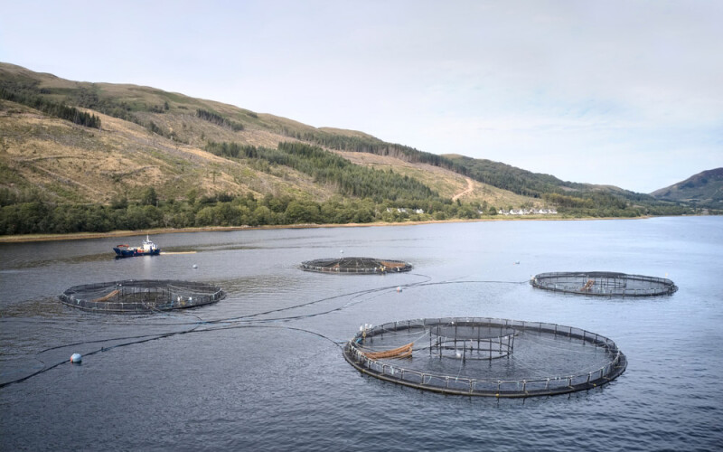 salmon aquaculture in Scotland