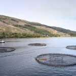 salmon aquaculture in Scotland