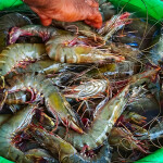 A bucket of prawns