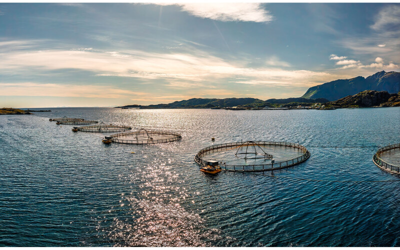 Net pens