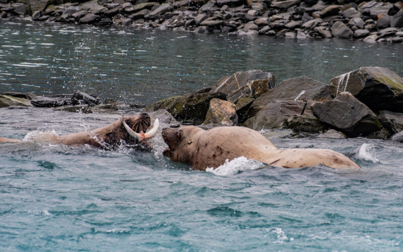 sea lions eating salmon