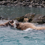 sea lions eating salmon