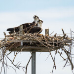 A pair of osprey on a nest in the Chesapeake Bay