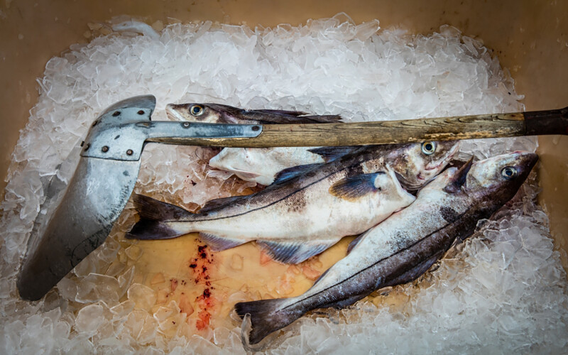 Icelandic haddock