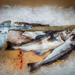 Icelandic haddock