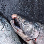 salmon