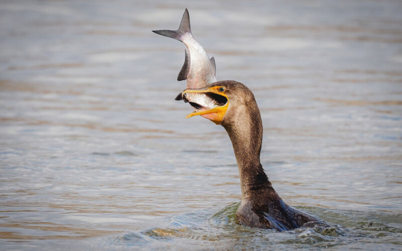 a cormorant