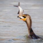 a cormorant