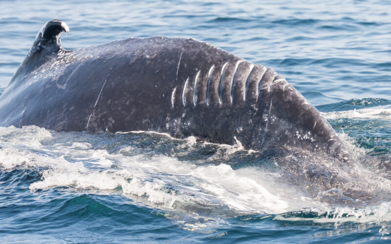 A whale after a vessel strike