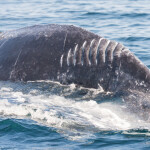 A whale after a vessel strike