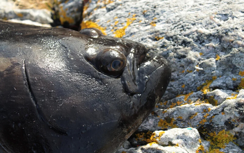 A farmed Atlantic halibut