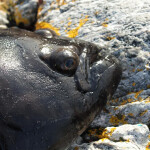 A farmed Atlantic halibut