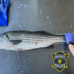 striped bass