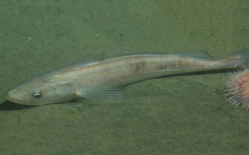 Pacific whiting