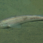 Pacific whiting