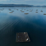 a mussel farm