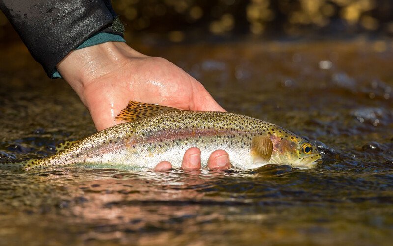 Rainbow trout