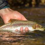 Rainbow trout