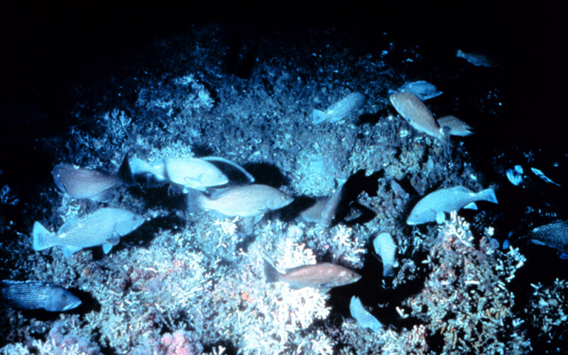 ivory tree coral