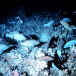 ivory tree coral