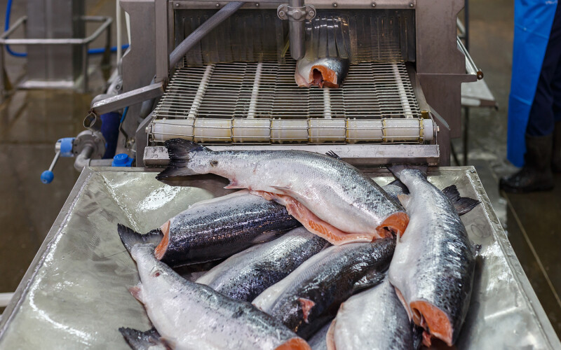 deheaded salmon in processing plant