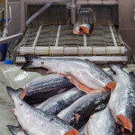 deheaded salmon in processing plant
