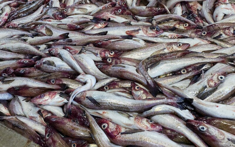 Alaskan pollock