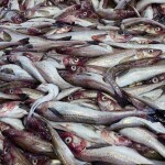 Alaskan pollock