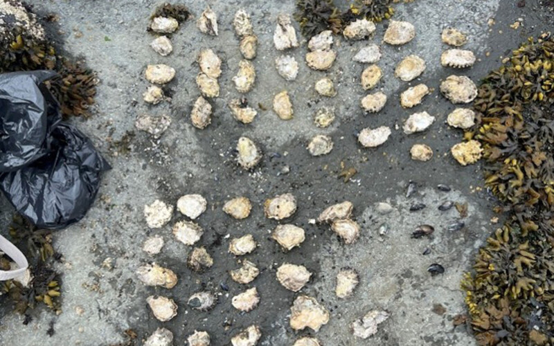 A selection of shellfish that was illegally harvested