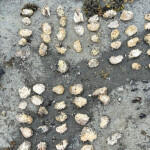 A selection of shellfish that was illegally harvested