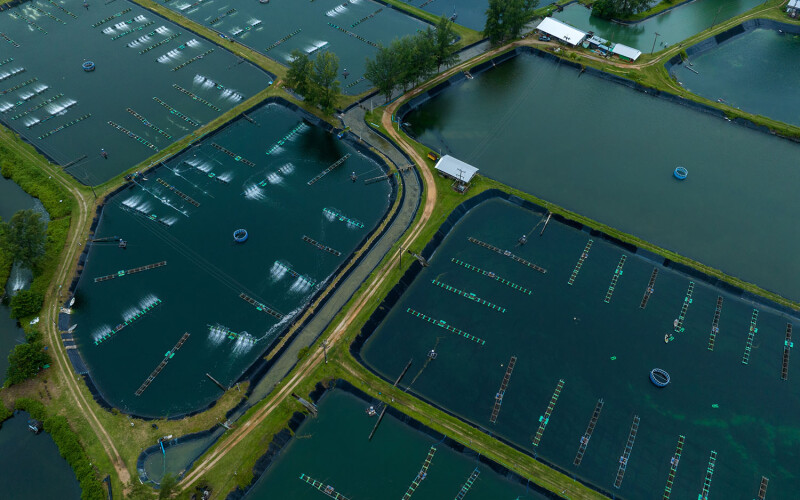 An aerial view of a shrimp farm