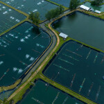 An aerial view of a shrimp farm