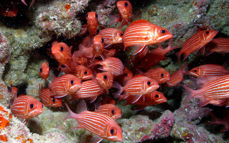 fish in Papahānaumokuākea Marine National Monument