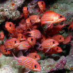 fish in Papahānaumokuākea Marine National Monument