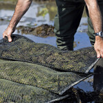oyster aquaculture
