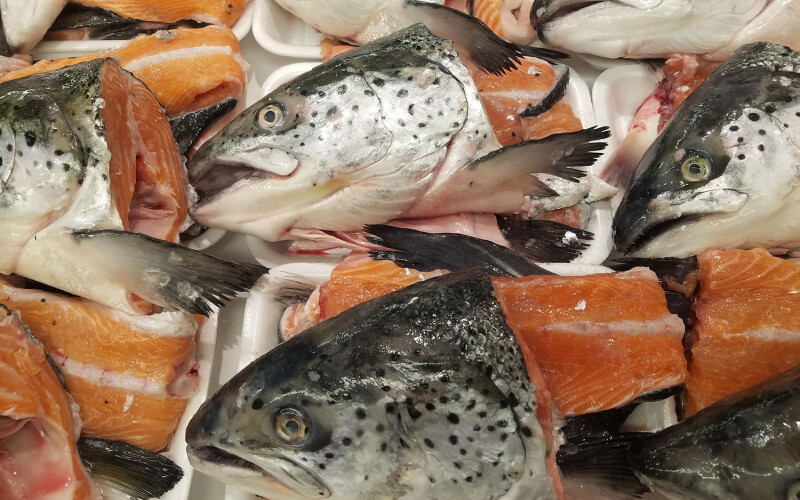Atlantic salmon heads