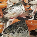 Atlantic salmon heads