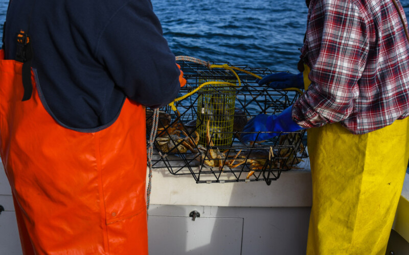 Dungeness crab
