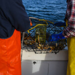 Dungeness crab