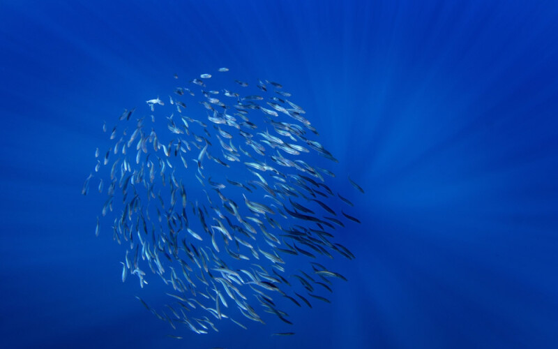 sardine