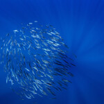sardine