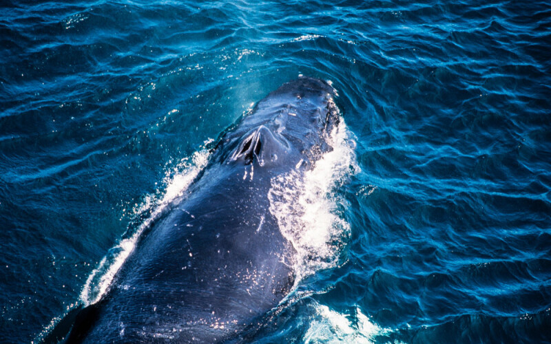 a humpback whale